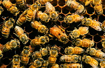 European Honeybee Queen laying eggs surrounded by workers {Apis mellifera}