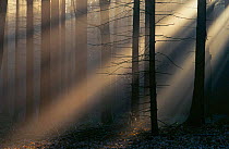 Sun rays breaking through trees in winter mist, forest Bavaria, Germany