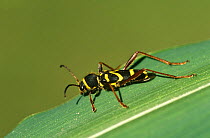 Wasp beetle, mimics a wasp (Clytus arietus) Brasschaat, Belgium