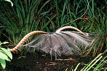 Superb lyrebird displaying {Menura novaehollandiae} SE Australia