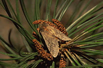 Pine processionary moth {Thaumetopoea pityocampa} on pine tree, S Europe, Mediterranean area