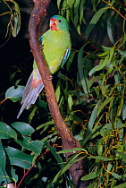 Swift parrot female {Lathamus discolor} Tasmania woodland of SE Australia breeds only in
