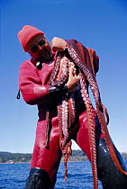 Scientist holds Giant pacific octopus weighing 30 kg {Octopus dofleini} BC, Canada British
