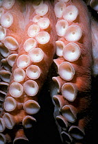 Close up of suckers of Giant pacific octopus {Octopus dofleini} BC, Canada British