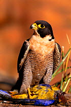 Peregrine falcon {Falco peregrinus} on parrot prey Tasmania, Australia