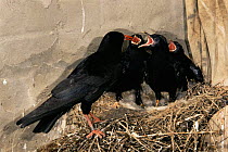 Chough {Pyrrhocorax phyrrhocorax} feeding chicks, Europe.