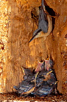 European nuthatch with chicks in nest in tree trunk {Sitta europaea} Europe