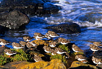 Turnstone {Arenaria interpres} flock roosting beside water, winter plumage. Tasmania, Australia