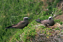 Two Common noddies {Anous stolidus} at nest