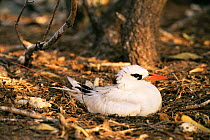 Red tailed tropic bird {Phaethon rubricauda} nesting on ground, Australia.