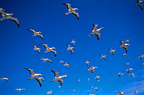 Australasian gannets in flight {Morus serrator} Australia.
