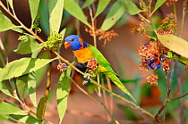 Red collared rainbow lorikeet {Trichoglossus haematodus rubritorquis} Australia, Northern Territory