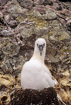 Shy albatross (Thalassarche cauta) chick on nest, Australia