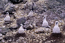 Shy albatross (Thalassarche cauta) chicks on nests, Australia.
