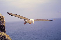Shy albatross flying (Thalassarche cauta) Australia breeds on remote islands off australia