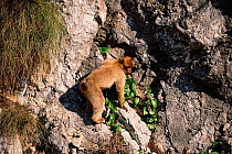 Barbary ape on cliff face {Macaca sylvanus} Gibraltar