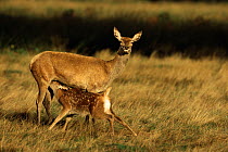Red deer {Cervus elaphus} hind with calf suckling