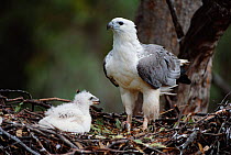 White bellied sea eagle with chick at nest {Haliaeetus leucogaster} Australia