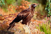 Wedge tailed eagle {Aquila audax} Australia