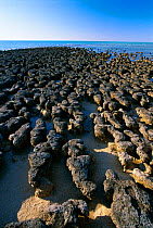Stromatolites Shark Bay, Western Australia