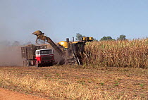 Sugar cane harvest, Queensland, Australia