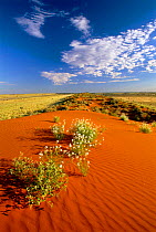 Flowers in sand dunes,Simpson desert, Northern Territory, Australia