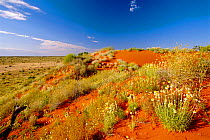 Flowers in sand dunes, Simpson desert, Northern territory, Australia