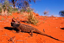 Inland bearded dragon {Pogona vitticeps} Northern Territory, Australia