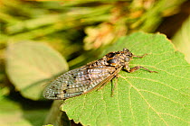 Cicada {Cicada orni} southern Europe