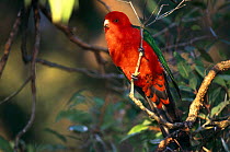 King parrot {Alisterus scapularis} Australia
