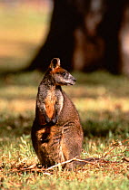 Swamp wallaby {Wallabia bicolor} Eastern Australia