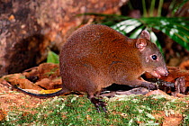 Musky rat kangaroo {Hypsiprymnodon moschatus} Queensland, Australia