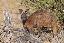 Wallaroo / Euro {Macropus robustus} male, Australia