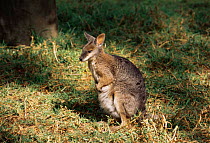 Tammar wallaby {Macropus eugenii} S Australia scrub and heathlands of scattered coastal