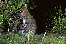 Red necked wallaby feeding, with joey in pouch {Macropus rufogriseus} E Australia