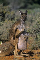 Western grey kangaroo {Macropus fuliginosus} female with large joey in pouch, Australia