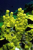 Jewel tip coral {Porites attenuata} Great Barrier Reef, Australia