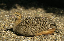 Red winged tinamou {Rhynchotus rufescens} camouflaged on nest on ground, captive, native to South America