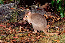 Tasmanian bettong {Bettongia gaimardi} Tasmania, Australia