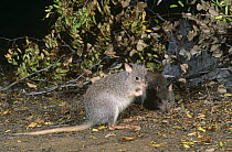 Rufous bettong / rat kangaroo {Aepyprymnus rufescens} Eastern Australia.