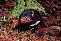 Tasmanian devil {Sarcophilus harrisii} feeding on Common Wombat carcass, Tasmania, Australia