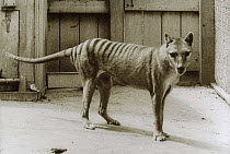 Thylacine / Tasmanian tiger / Tasmanian wolf  {Thylacinus cynocephalus} last known individual. Tasmania