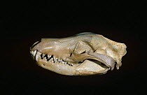 Thylacine / Tasmanian tiger / Tasmanian wolf  skull {Thylacinus cynocephalus} Tasmania, Australia