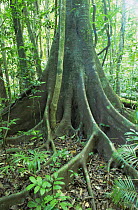 Buttress roots of rainforest tree, tropical rainforest, Queensland, Australia