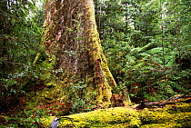 Swamp gum tree {Eucalyptus regnans} Tasmania, Australia. Worlds tallest hardwood tree at 95m. Styx Valley, Tasmania