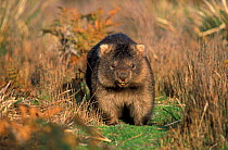 Common wombat {Vombatus ursinus} Australia