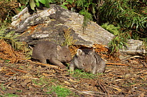 Common wombat and baby (Vombatus ursinus) Australia