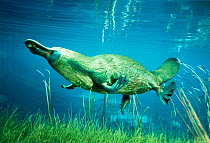 Platypus swimming underwater {Ornithorhynchus anatinus} Australia - digital composite