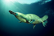 Platypus swimming underwater {Ornithorhynchus anatinus} Australia. Digital composite.
