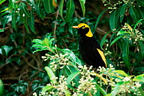 Regent bowerbird {Sericulus chrysocephalus} Lamington NP, Australia.